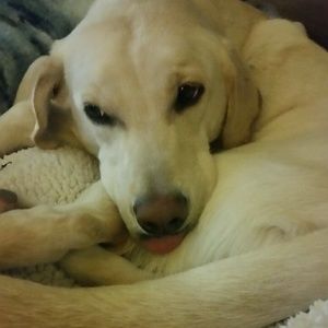 Meet your Posher, Kowen